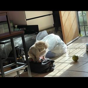 Meet your Posher, Alexa